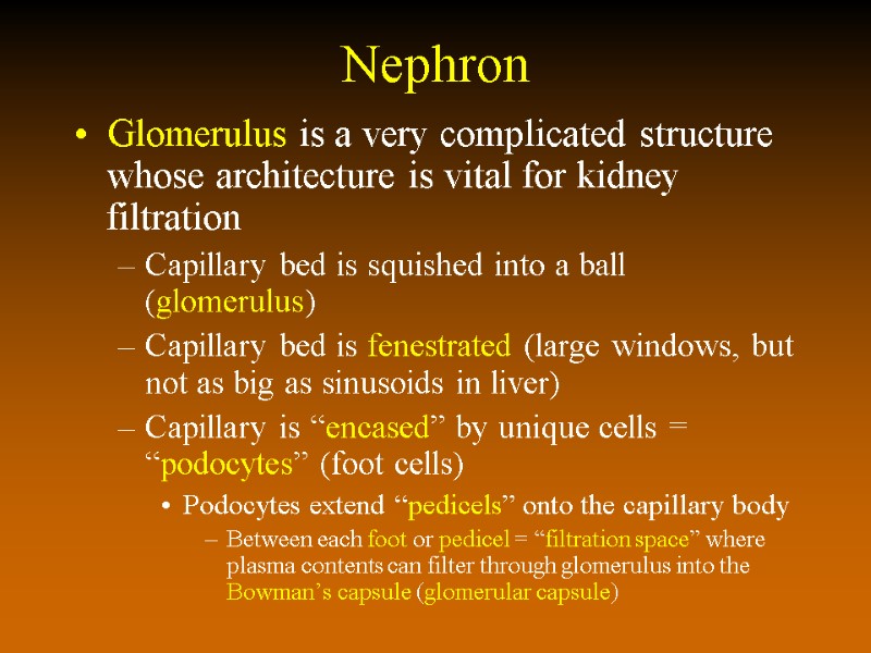 Nephron Glomerulus is a very complicated structure whose architecture is vital for kidney filtration